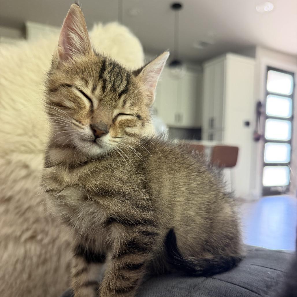 Henry, a Adoptable Domestic Short Hair in San Antonio, TX image 4/6