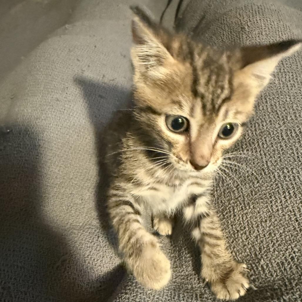 Henry, a Adoptable Domestic Short Hair in San Antonio, TX image 5/6
