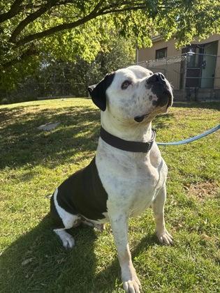 Ricky, Adoptable, Young Male American Bulldog & Mixed Breed.