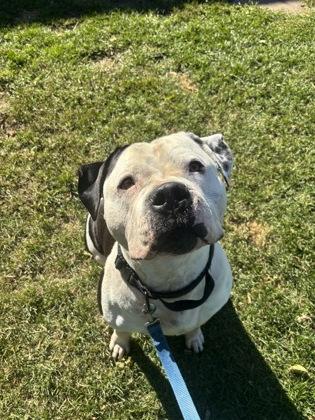 Enlarge Ricky, a Adoptable mixed breed in Erin, ON image 2/3