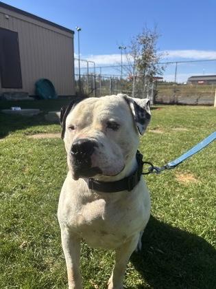 Enlarge Ricky, a Adoptable mixed breed in Erin, ON image 3/3