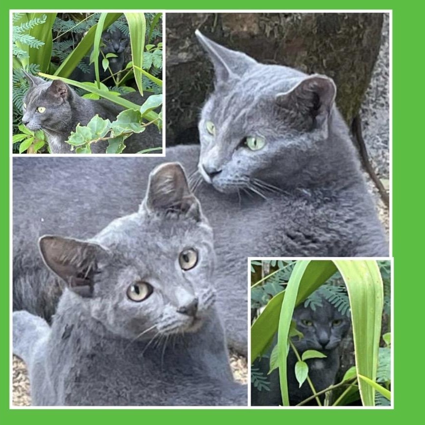 Mama & Baby Girl, Adoptable, Young Female Domestic Short Hair & Russian Blue.