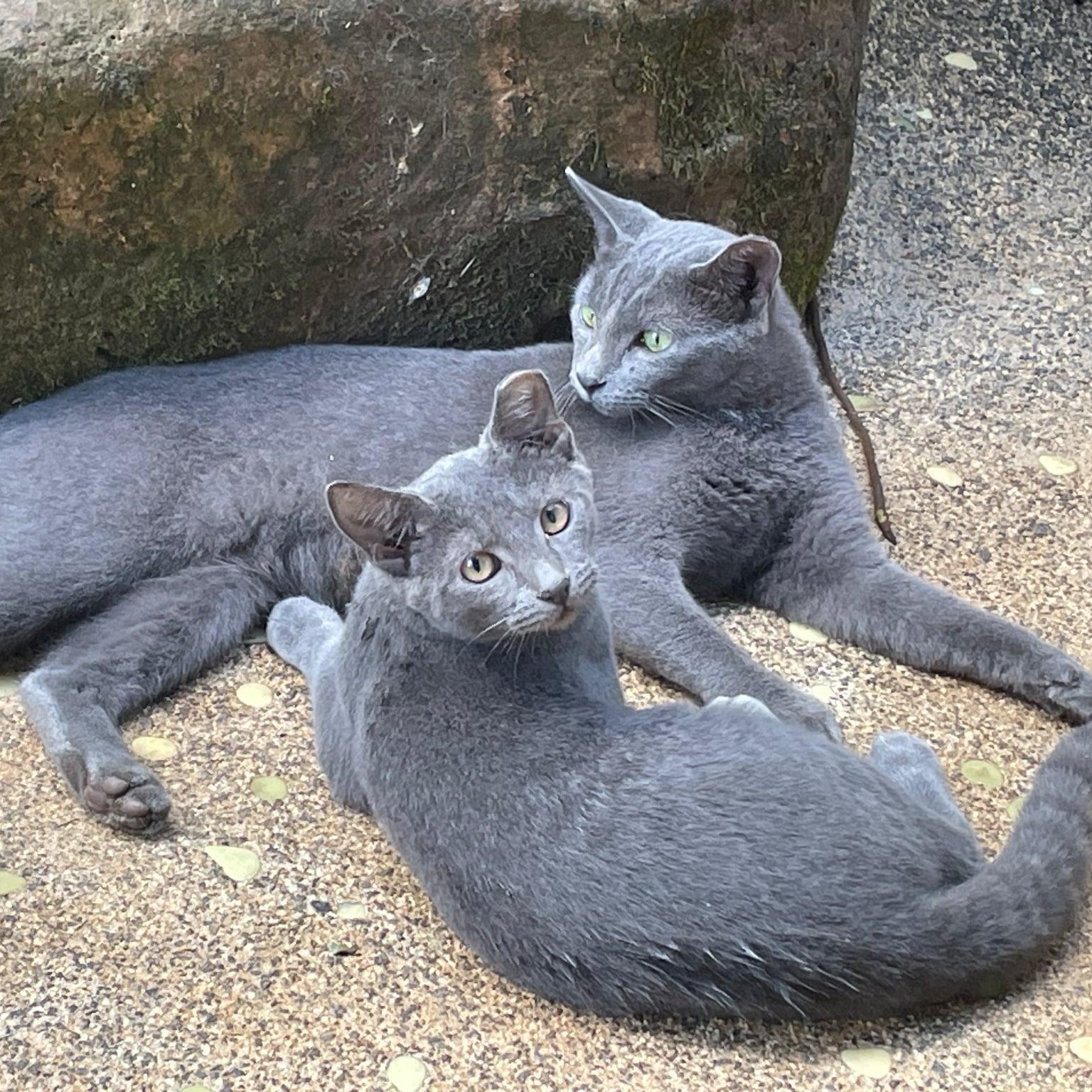 Enlarge Mama & Baby Girl, a Adoptable mixed breed in Portland , OR image 4/6