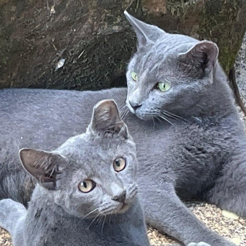 Enlarge Mama & Baby Girl, a Adoptable mixed breed in Portland , OR image 2/6