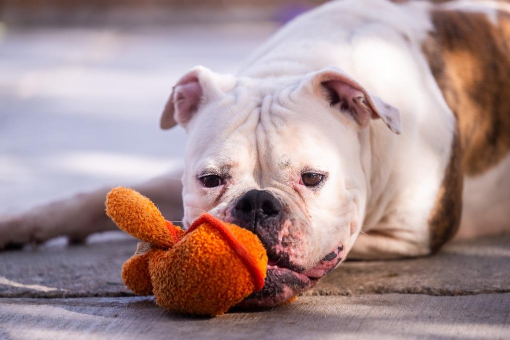 Bling, Adoptable, Adult Female American Bulldog.