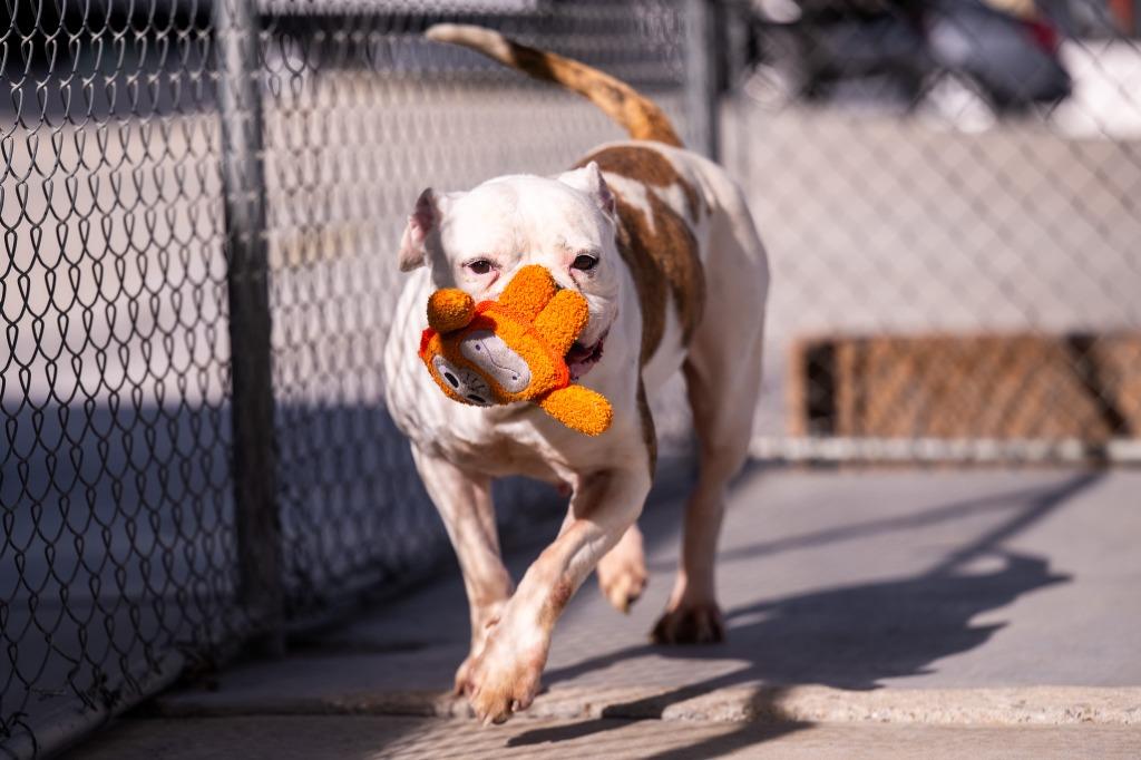 Enlarge Bling, a Adoptable American Bulldog in Twentynine Palms, CA image 2/6