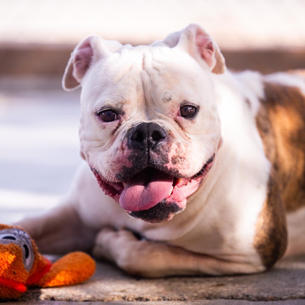 Enlarge Bling, a Adoptable American Bulldog in Twentynine Palms, CA image 3/6