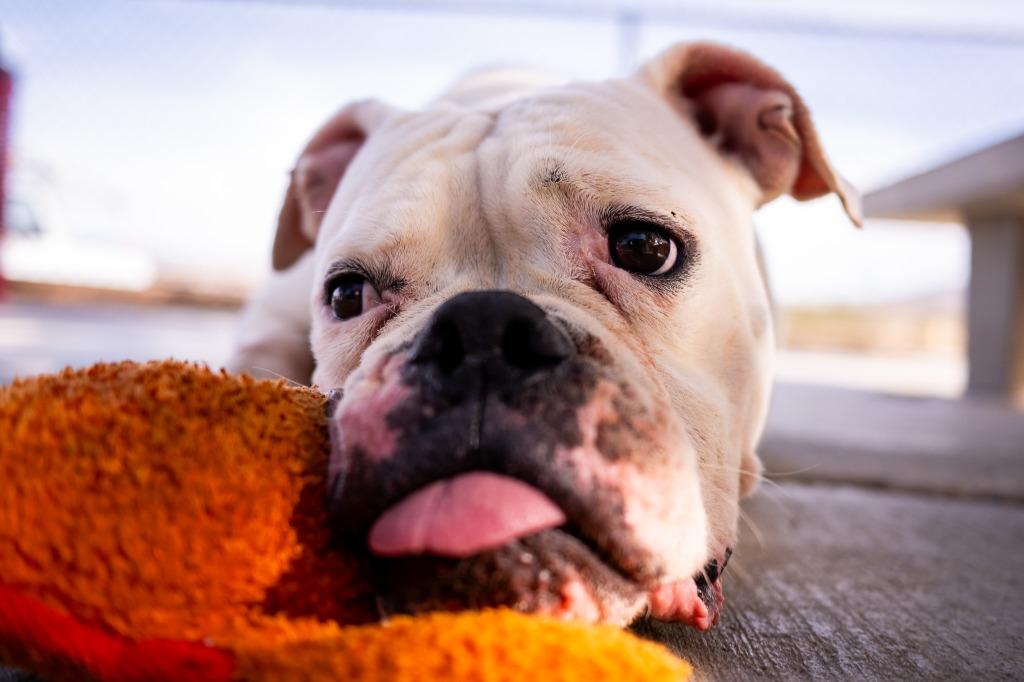 Enlarge Bling, a Adoptable American Bulldog in Twentynine Palms, CA image 6/6