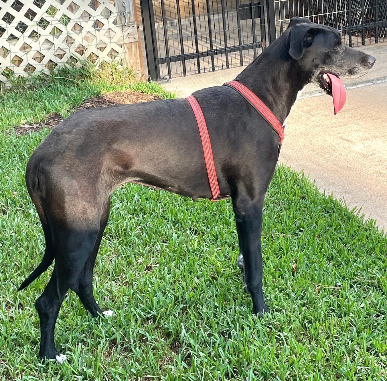 Enlarge HOLLY-See Videos in BIO, a Adoptable Great Dane in Stamford, CT image 2/5