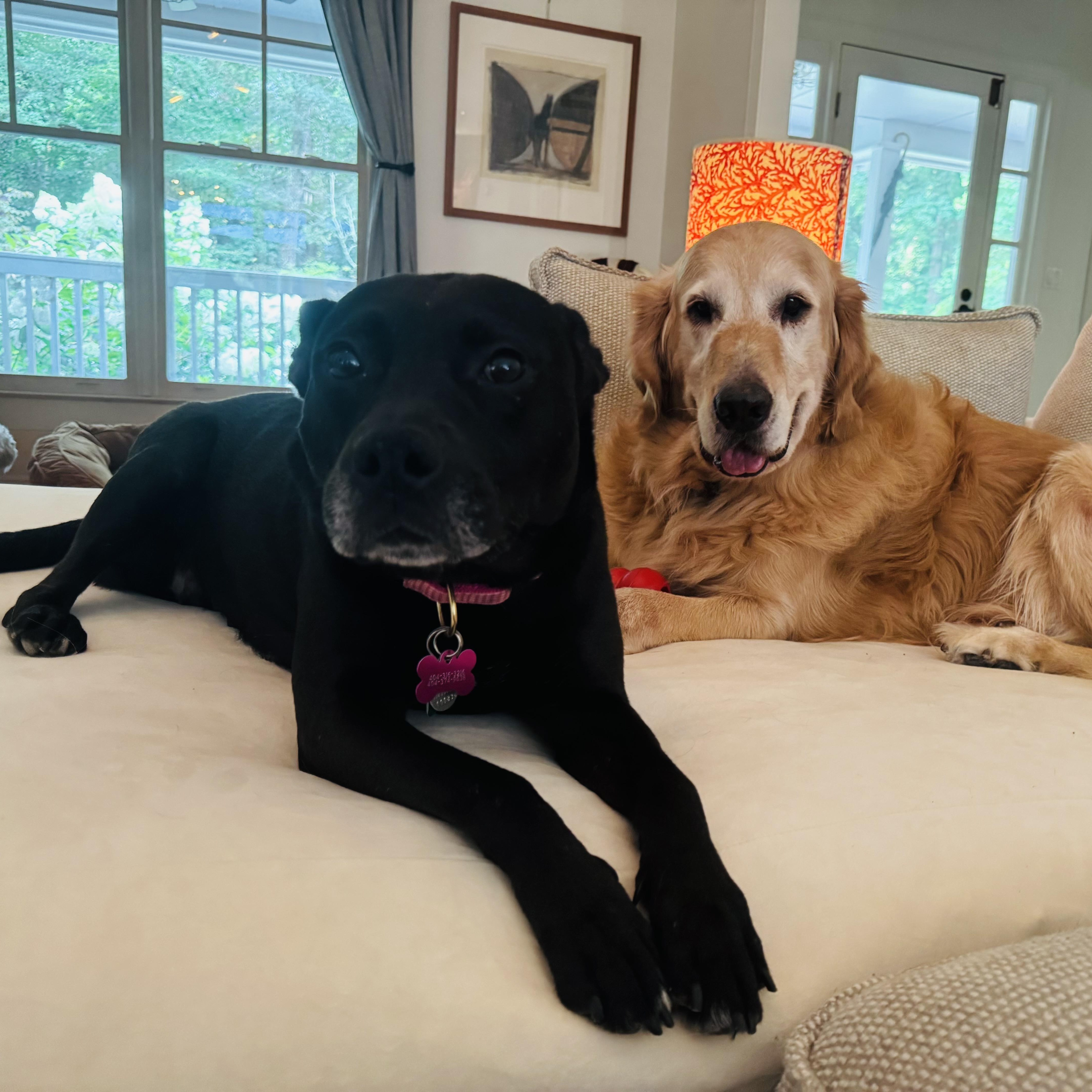 Lyla, a Adoptable mixed breed in Cumming, GA image 5/6