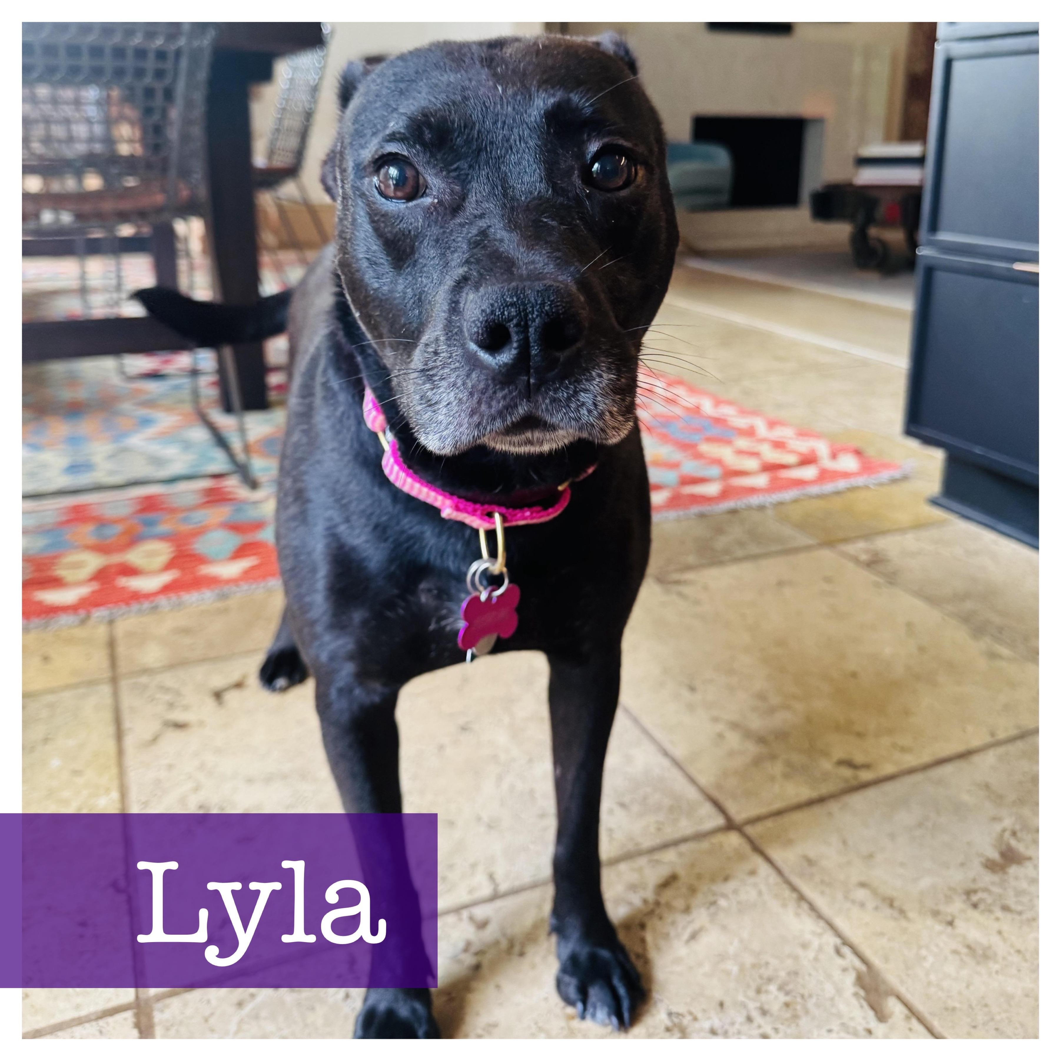 Lyla, Adoptable, Adult Female Terrier & Black Labrador Retriever.