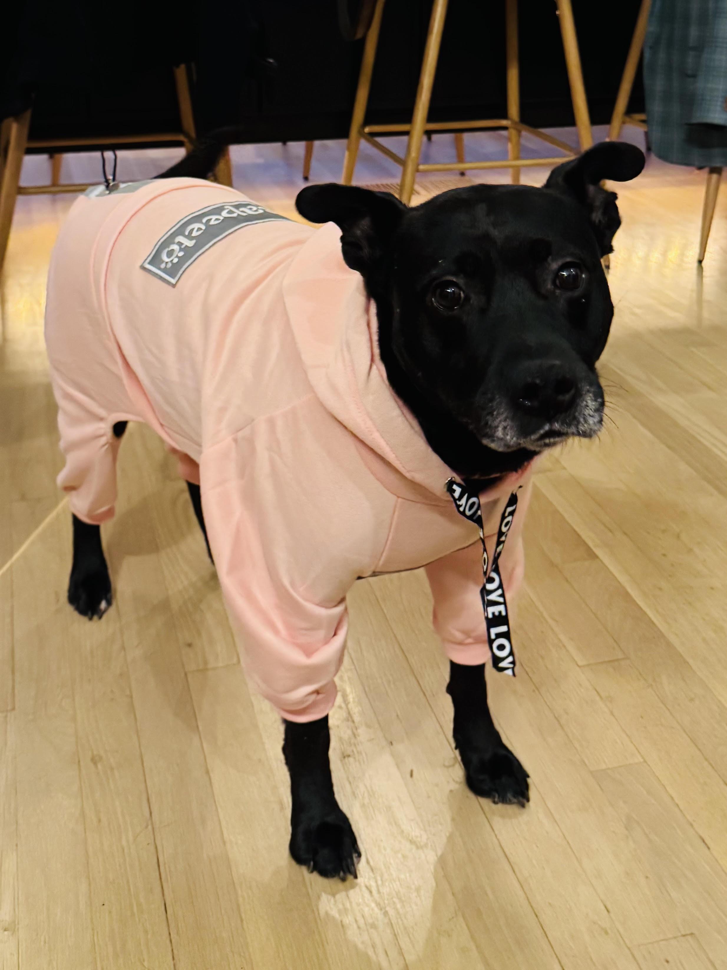 Lyla, Adoptable, Adult Female Terrier & Black Labrador Retriever.