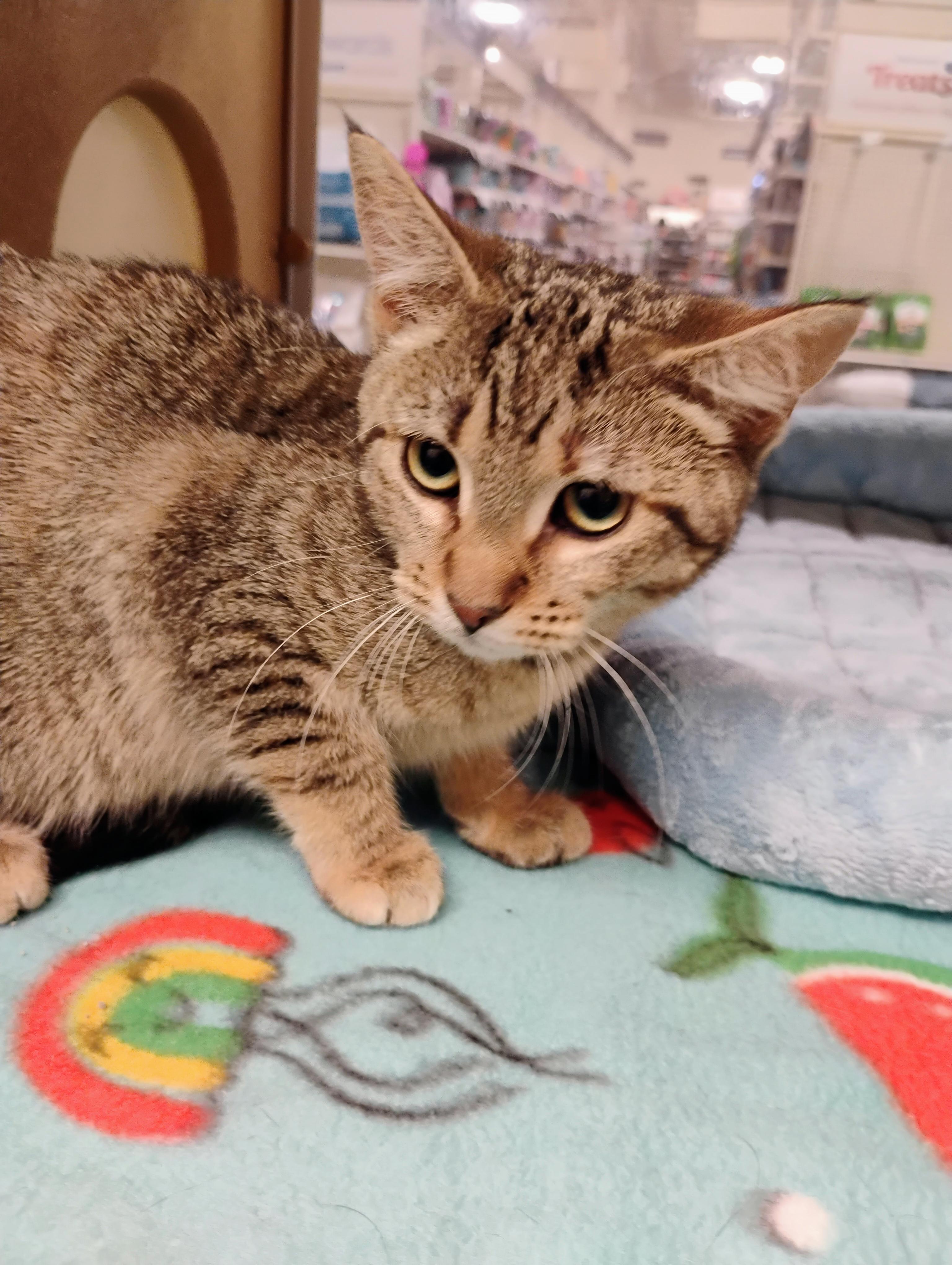 Kay Sea, adopted, Young Male Domestic Short Hair.