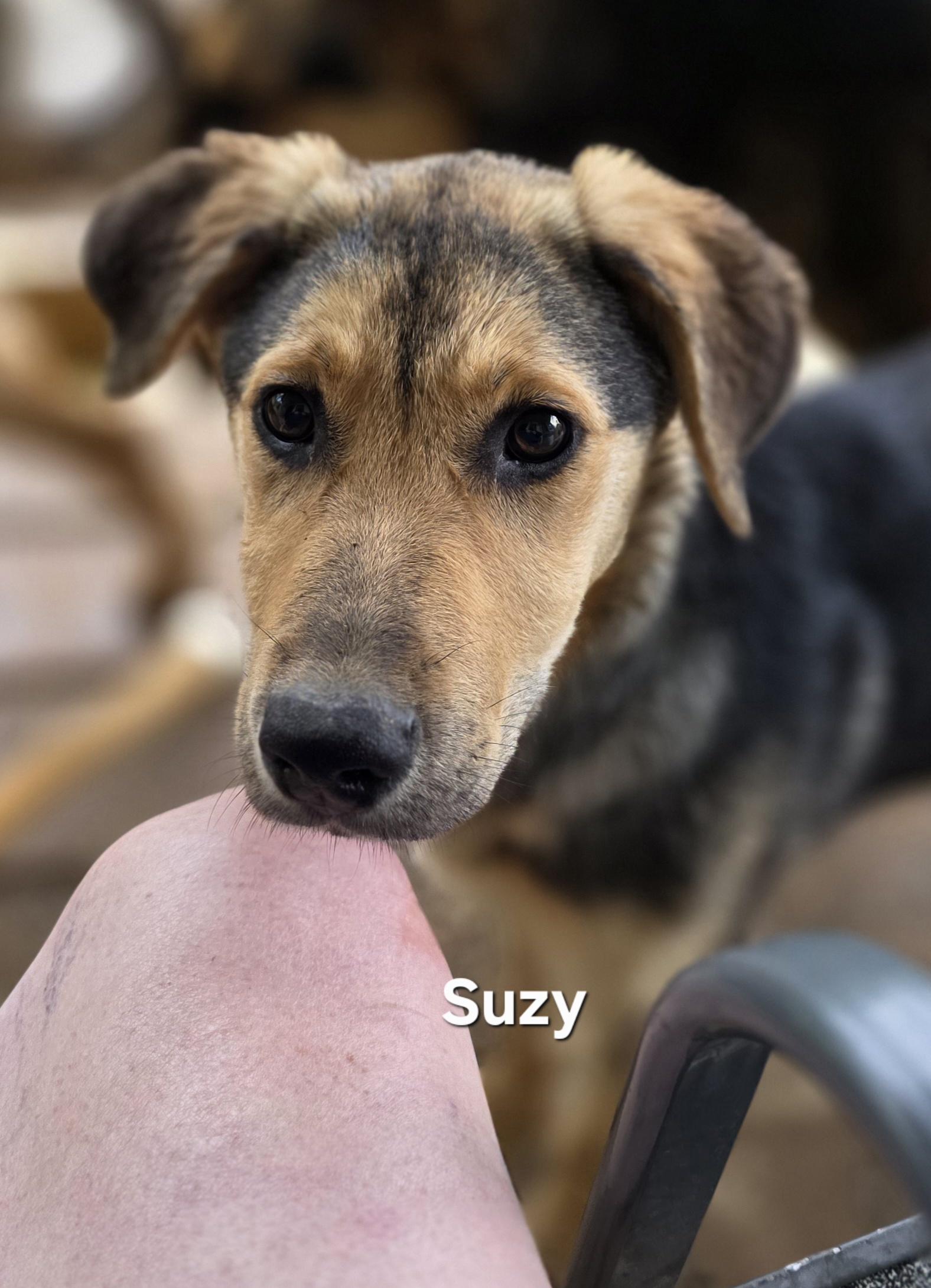Suzy , a ADOPTABLE mixed breed in Warren, RI image 1/6