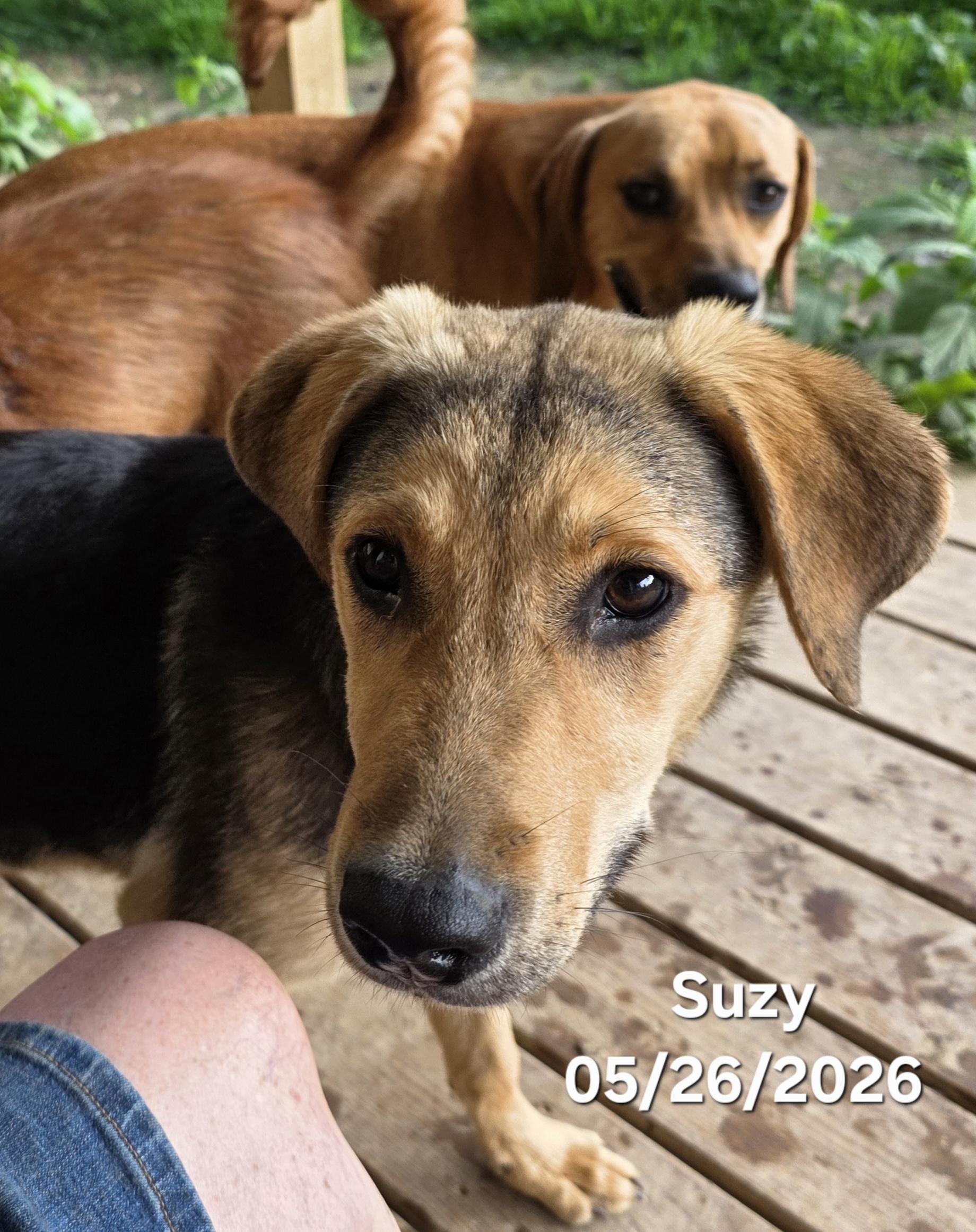 Suzy , a ADOPTABLE mixed breed in Warren, RI image 5/6