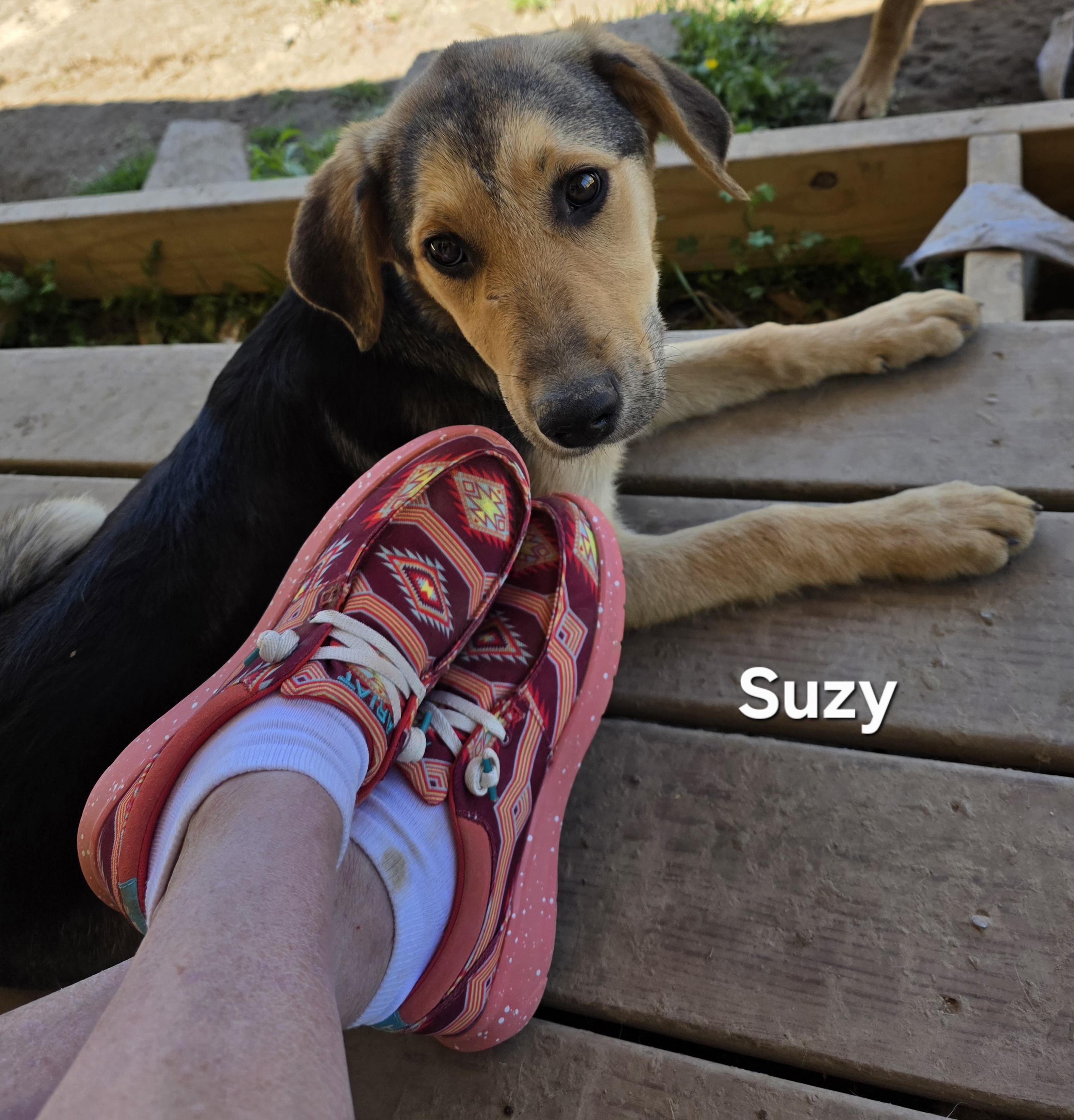 Suzy , a ADOPTABLE mixed breed in Warren, RI image 3/6