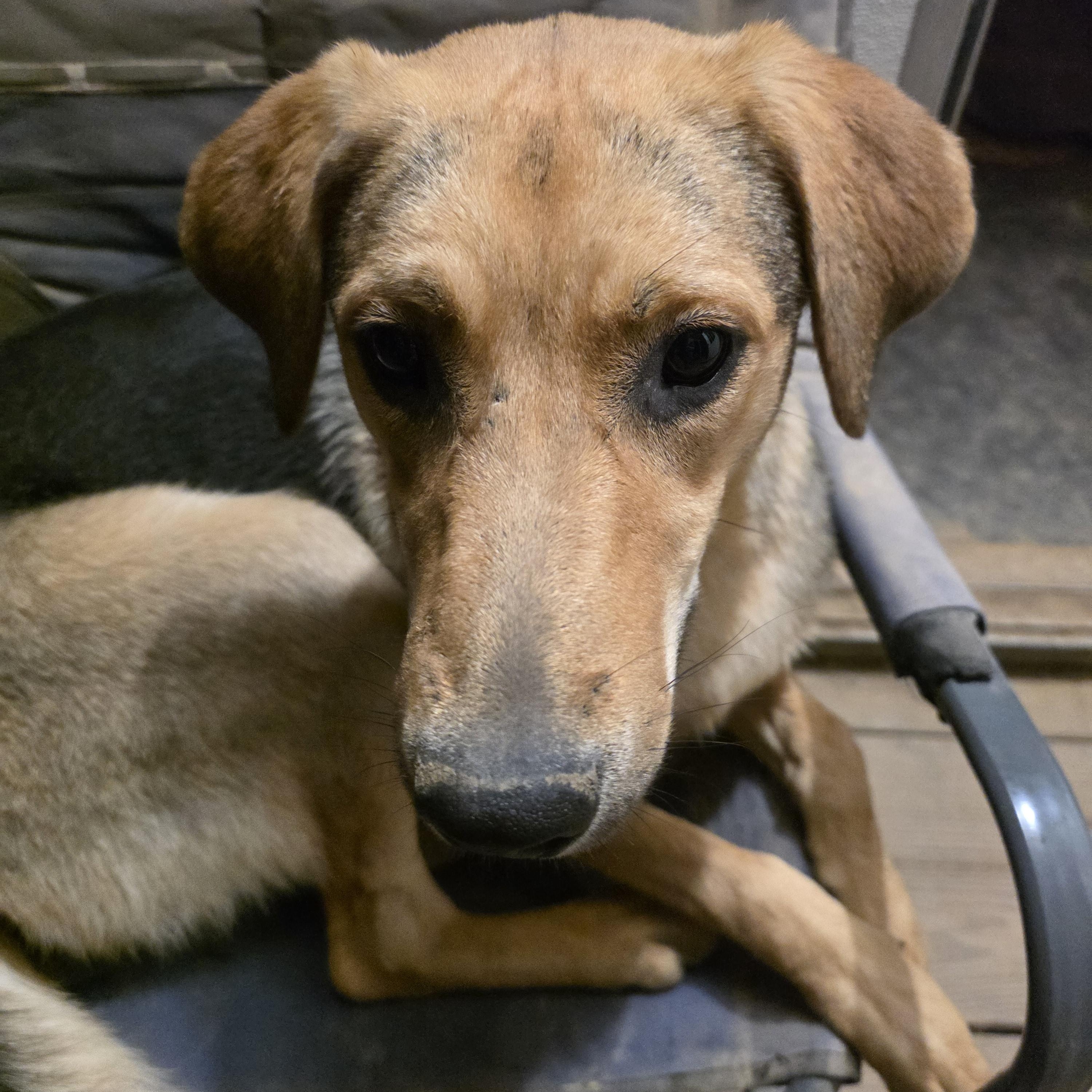 Suzy , Adoptable, Puppy Female Black Mouth Cur & Shepherd.