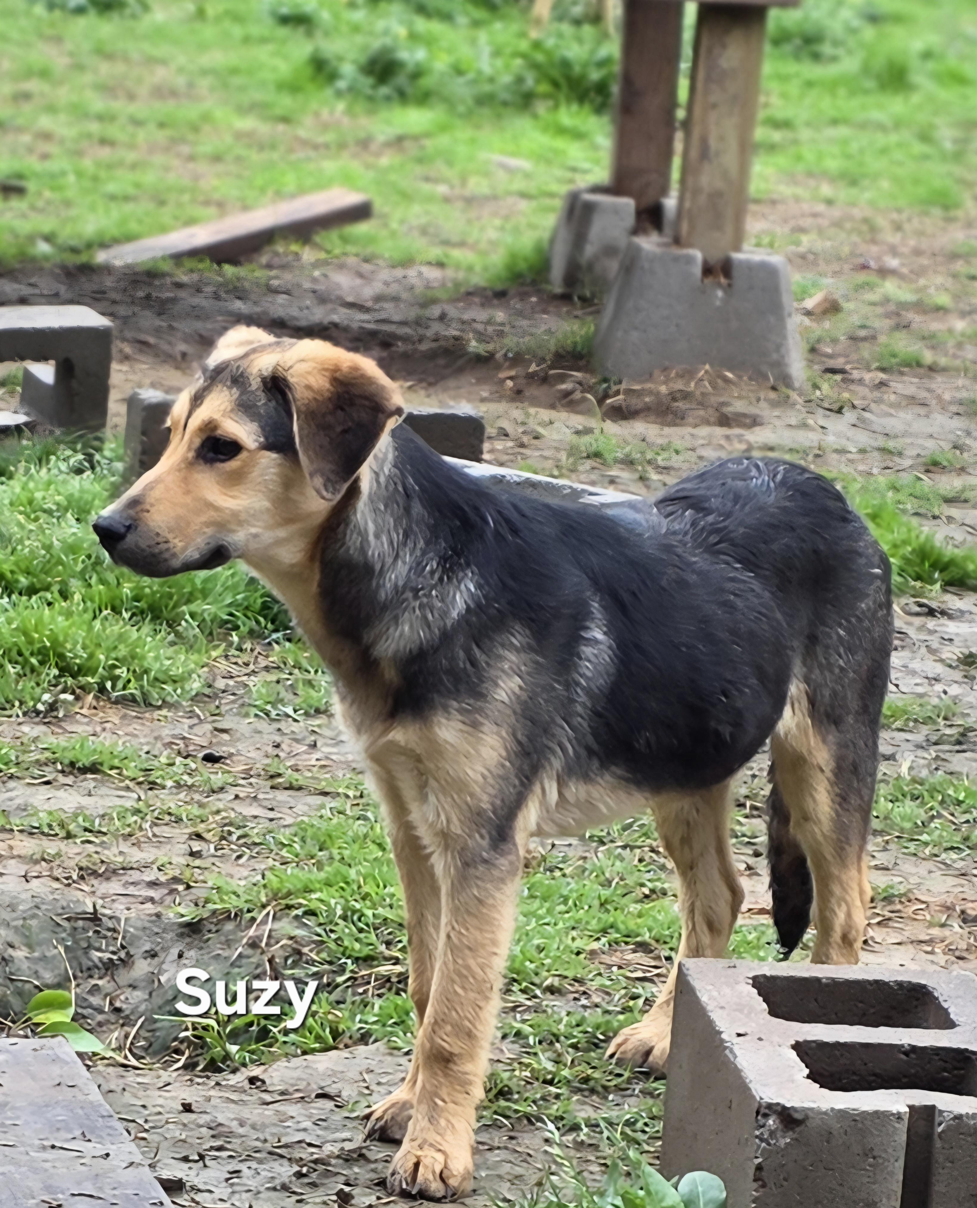 Suzy , a ADOPTABLE mixed breed in Warren, RI image 5/6