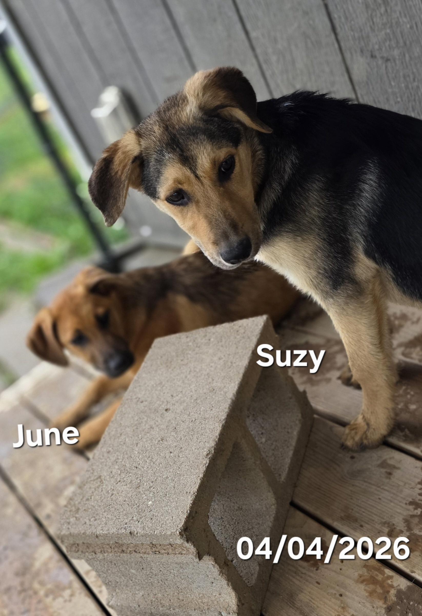 Suzy , a ADOPTABLE mixed breed in Warren, RI image 2/6