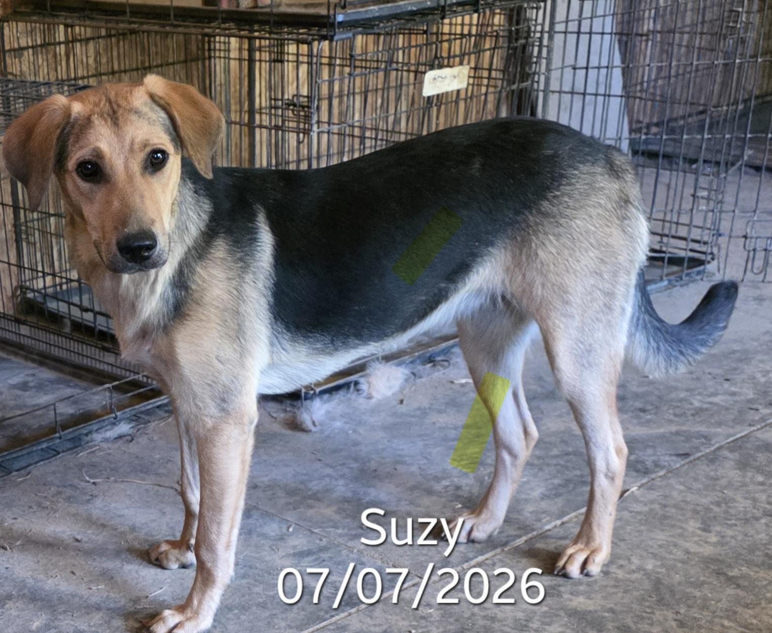 Suzy , a ADOPTABLE mixed breed in Warren, RI image 1/6