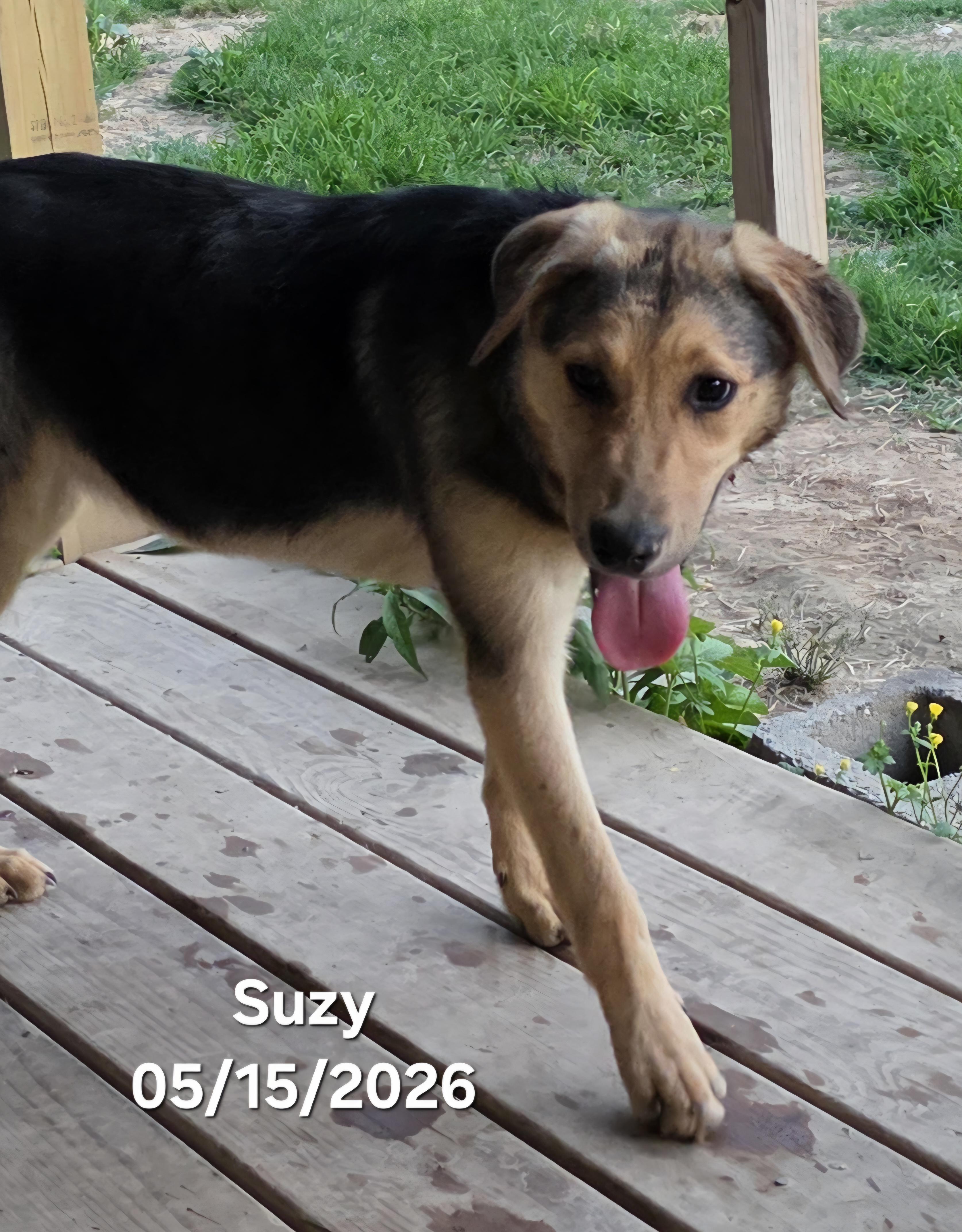 Suzy , a ADOPTABLE mixed breed in Warren, RI image 6/6
