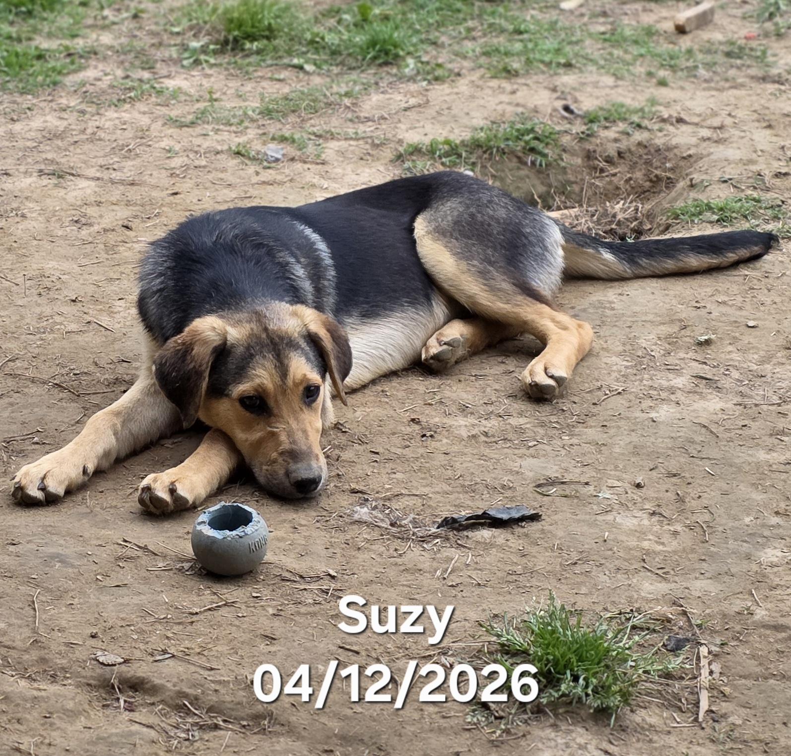 Suzy , a ADOPTABLE mixed breed in Warren, RI image 6/6
