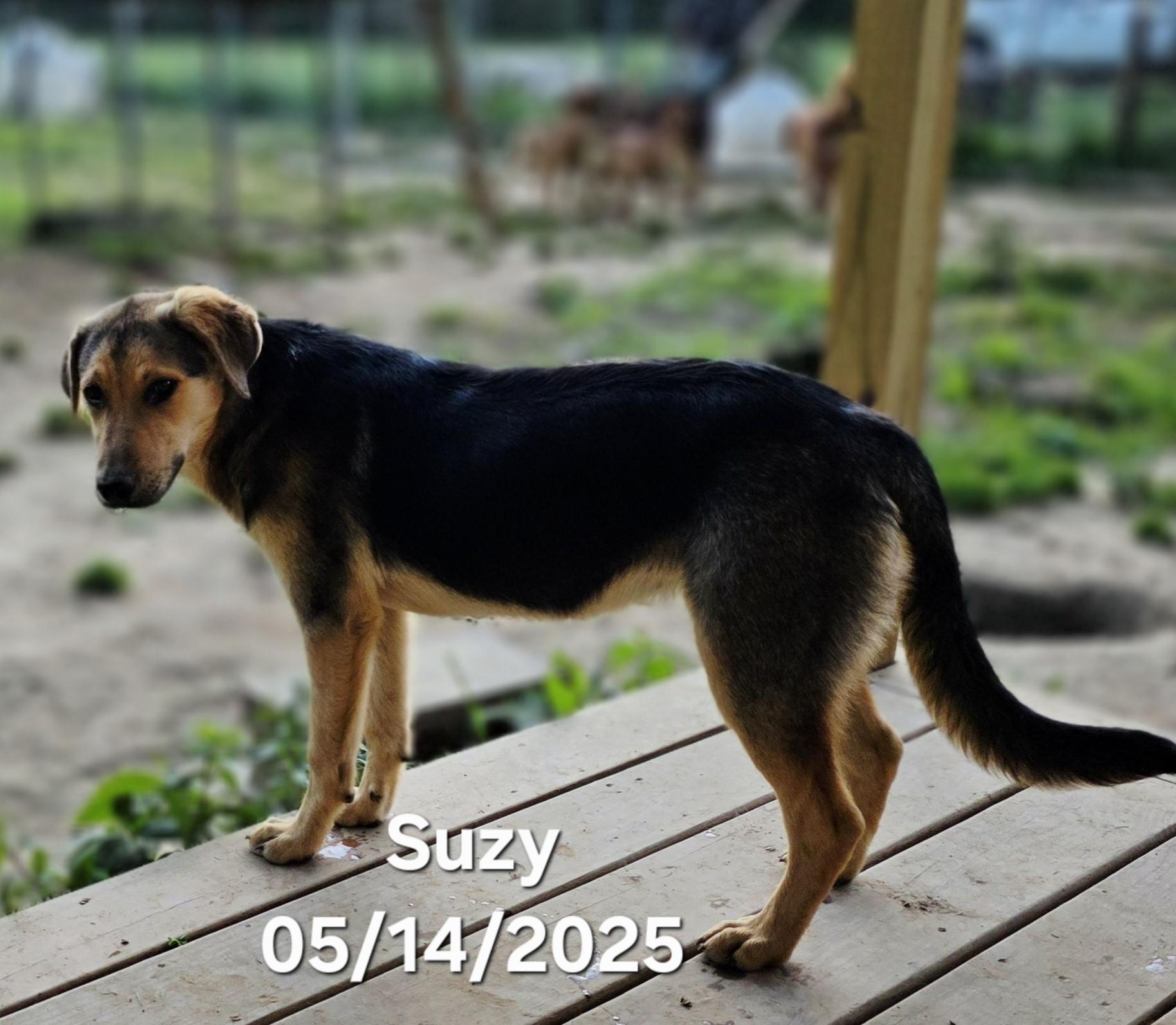 Suzy , a ADOPTABLE mixed breed in Warren, RI image 4/6