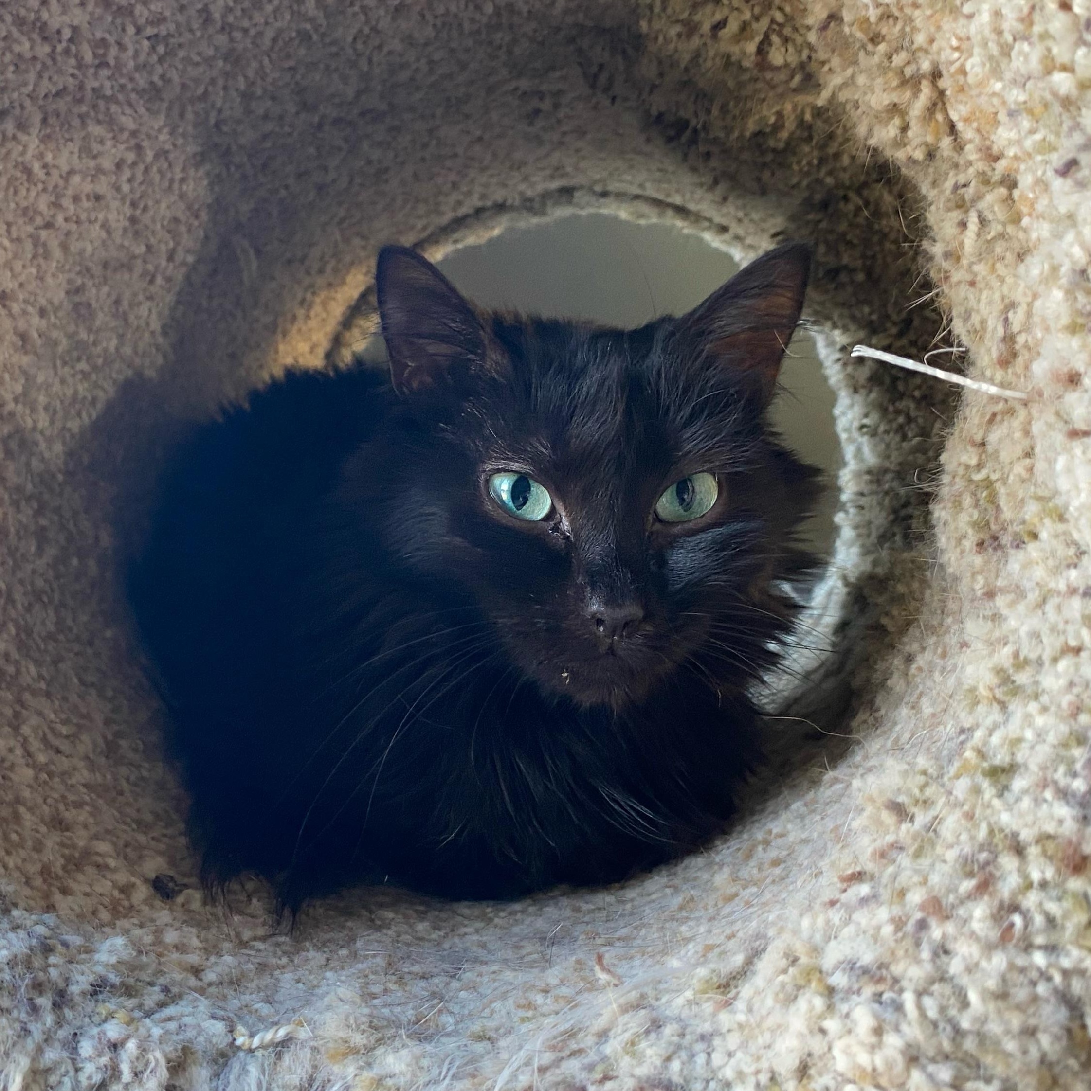Enlarge Gyro, a Adoptable Domestic Medium Hair in Holly, MI image 1/1