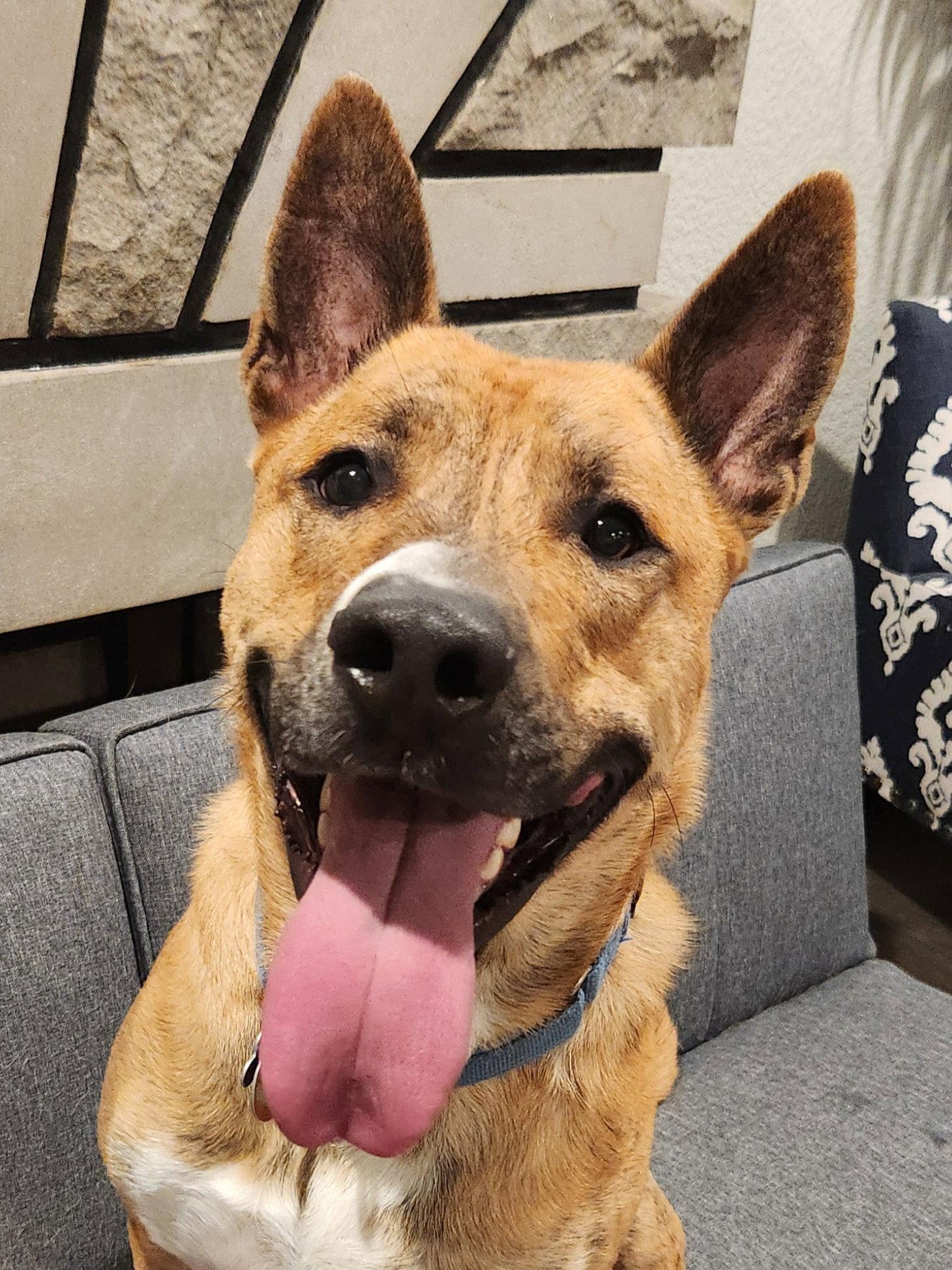 Cashy Boy, Adoptable, Adult Male Carolina Dog & Australian Cattle Dog / Blue Heeler.