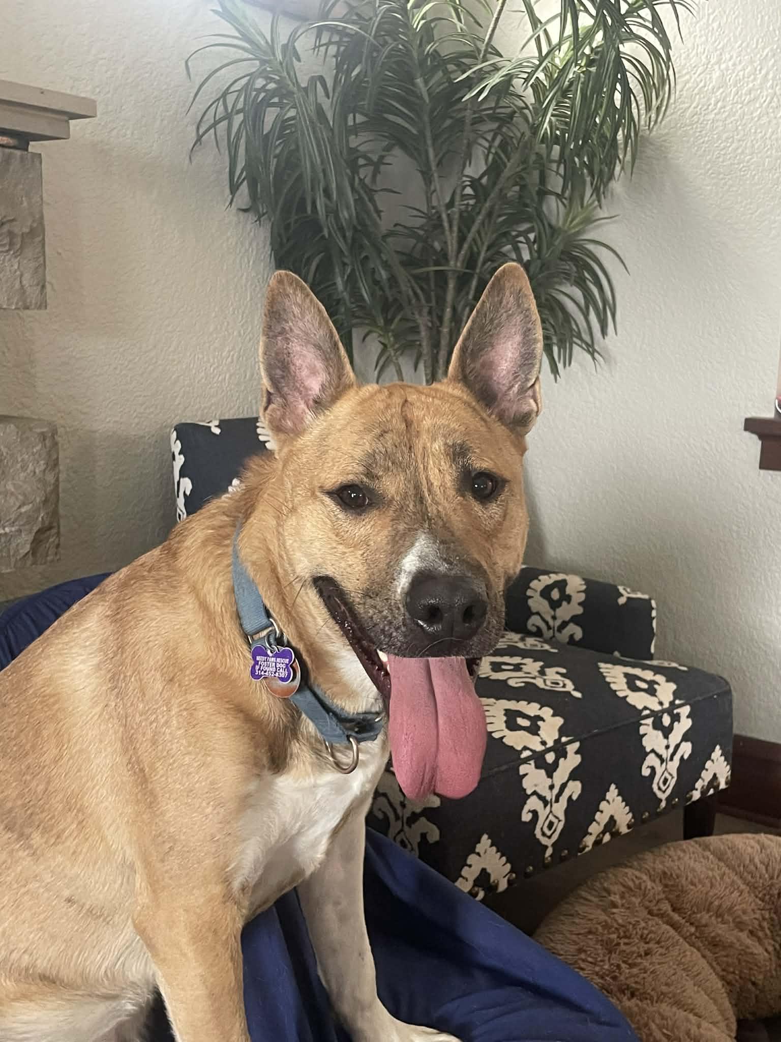 Cashy Boy, Adoptable, Adult Male Australian Cattle Dog / Blue Heeler.