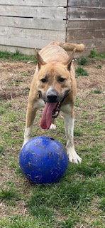 Enlarge Cashy Boy, a Adoptable Australian Cattle Dog / Blue Heeler in St. Louis, MO image 2/3