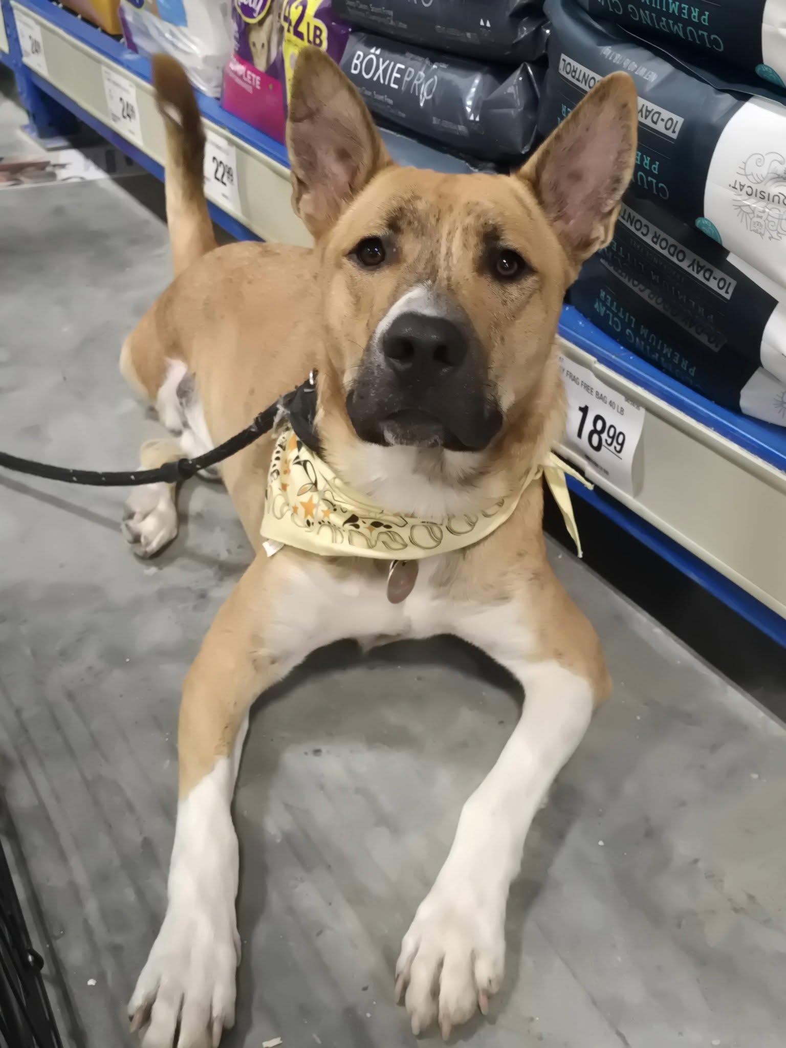 Cashy Boy, Adoptable, Adult Male Australian Cattle Dog / Blue Heeler.