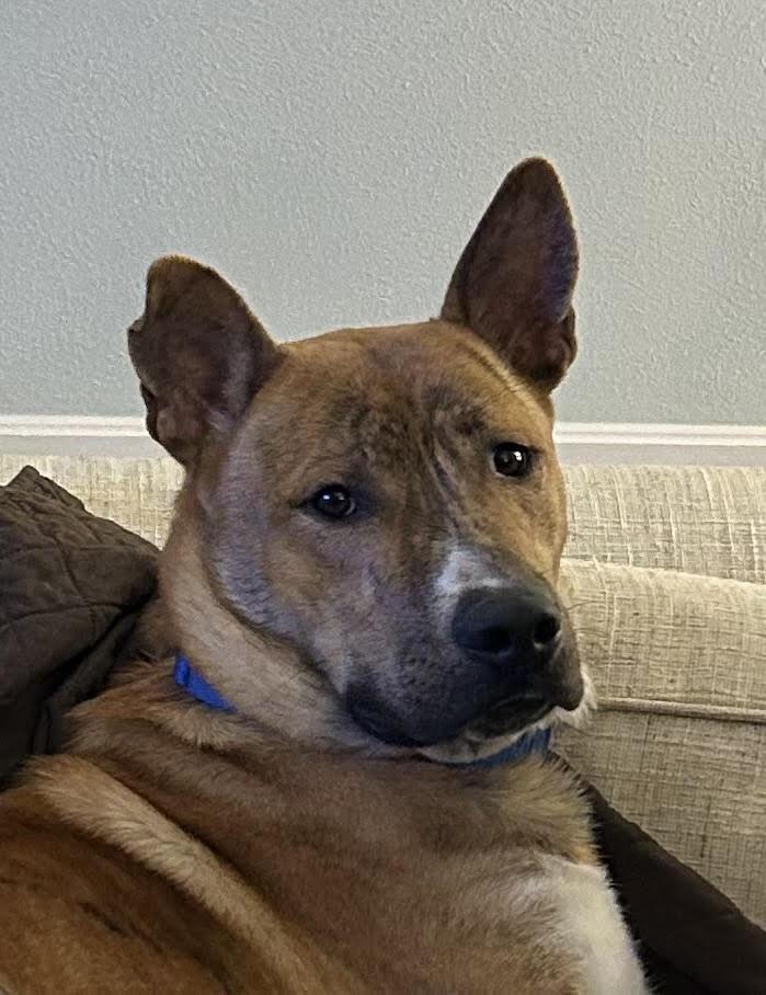 Enlarge Cashy Boy, a Adoptable Australian Cattle Dog / Blue Heeler in St. Louis, MO image 2/3