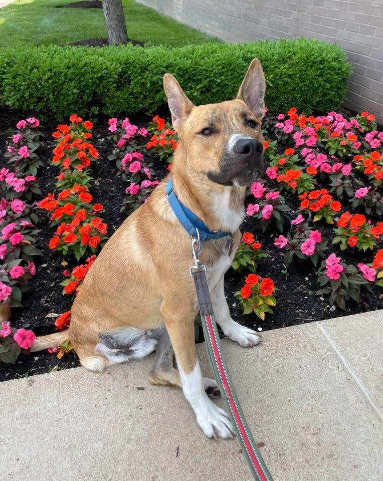 Enlarge Cashy Boy, a Adoptable Australian Cattle Dog / Blue Heeler in St. Louis, MO image 3/3