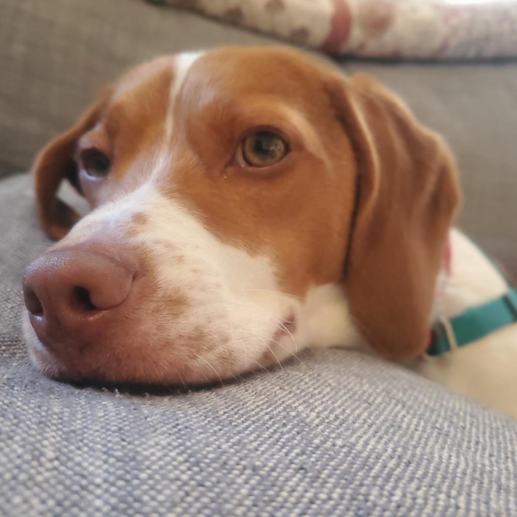 Enlarge Nitro, a Adoptable Beagle in Washington, DC image 1/6