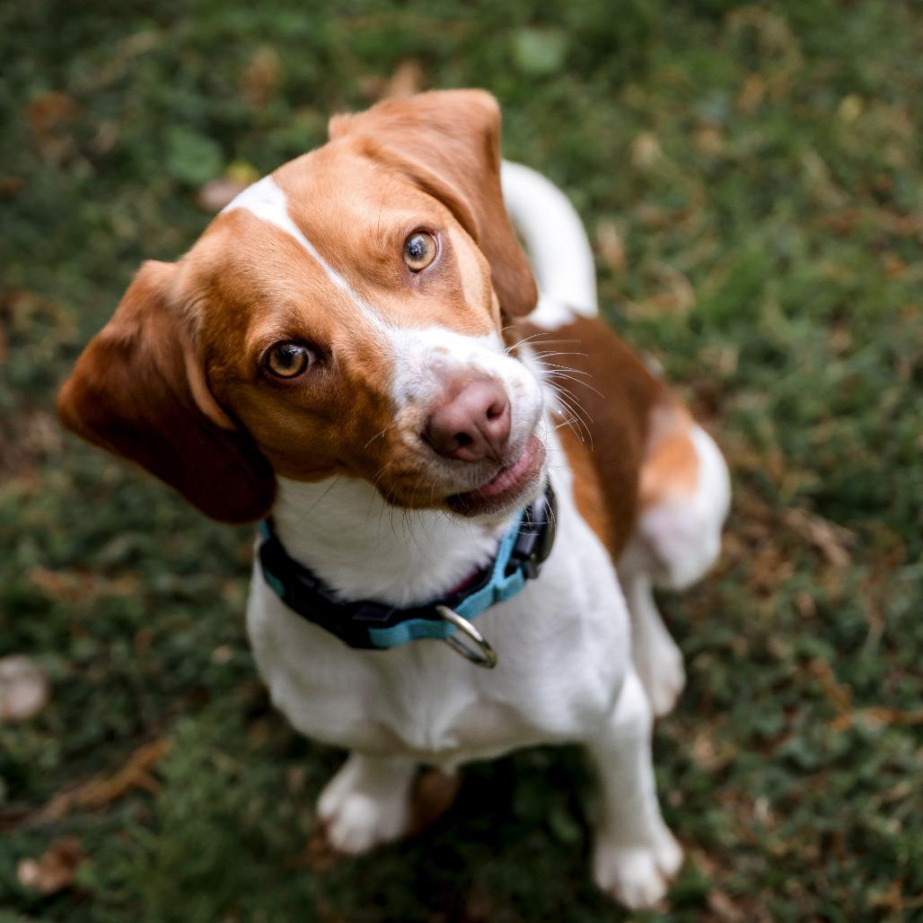 Enlarge Nitro, a Adoptable Beagle in Washington, DC image 2/6
