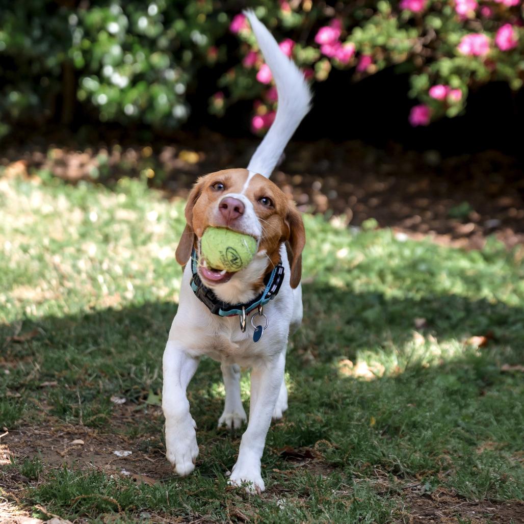 Enlarge Nitro, a Adoptable Beagle in Washington, DC image 3/6