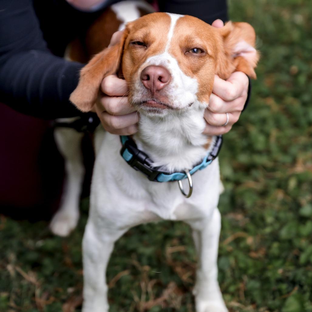 Enlarge Nitro, a Adoptable Beagle in Washington, DC image 4/6