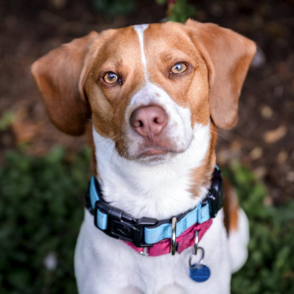 Enlarge Nitro, a Adoptable Beagle in Washington, DC image 5/6