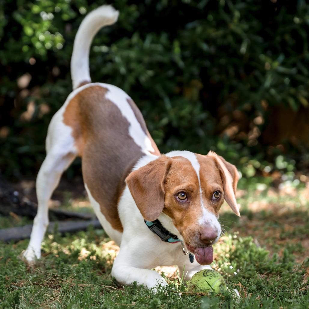 Enlarge Nitro, a Adoptable Beagle in Washington, DC image 6/6
