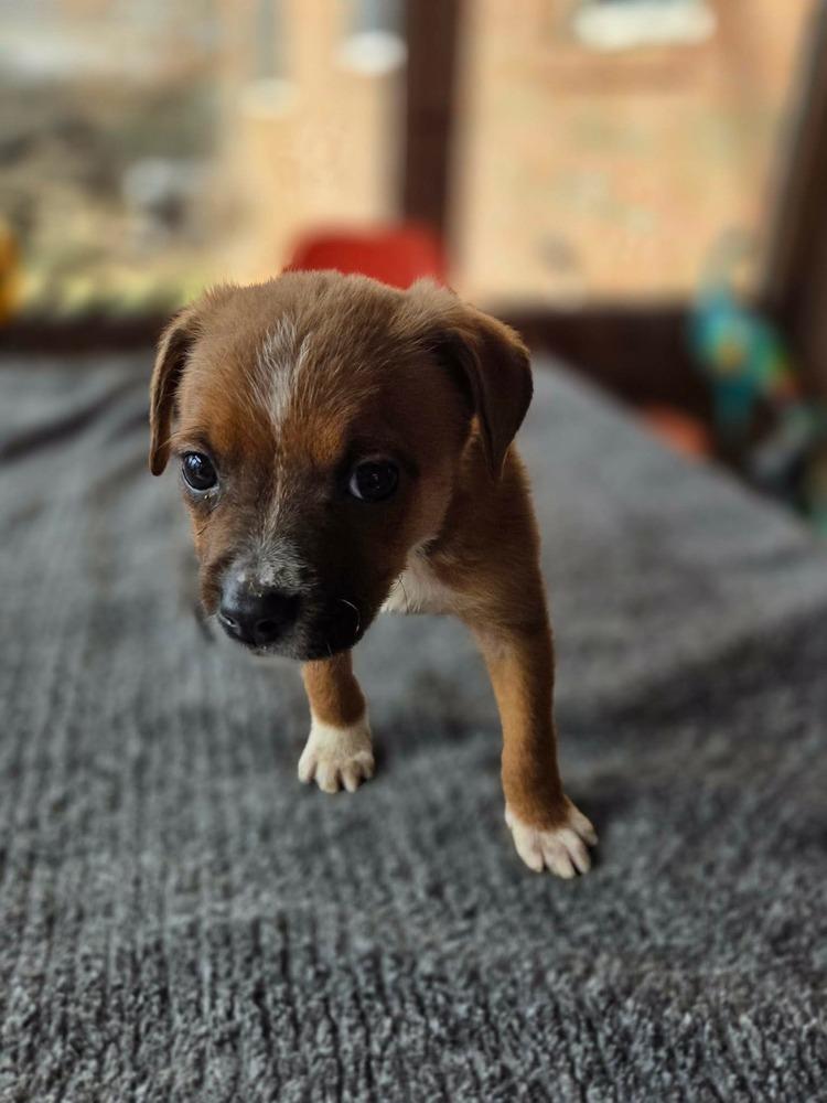 Mustards :  Brown, Adoptable, Puppy Female Boxer & Pug.