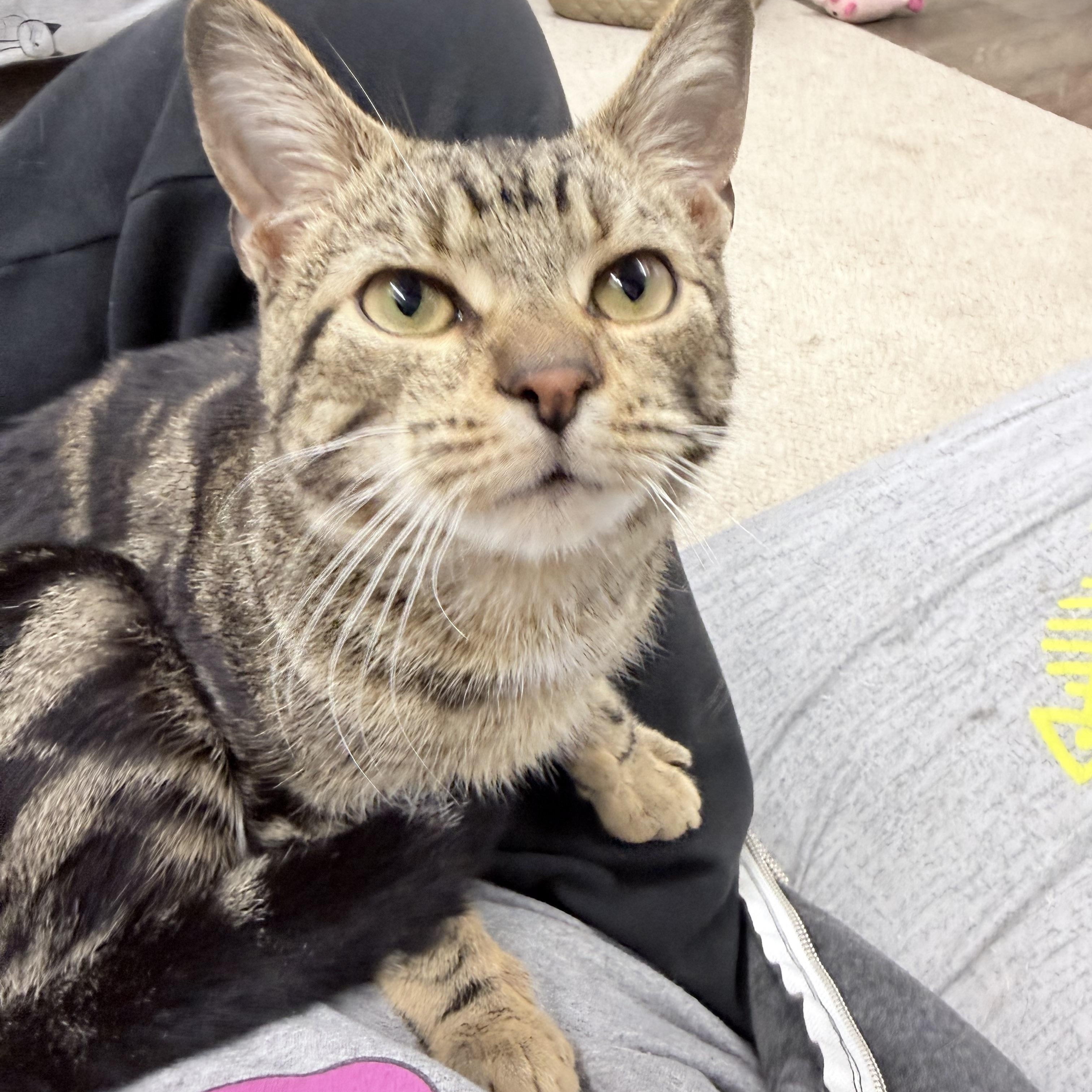 Enlarge Lemi, an adopted American Shorthair in Philadelphia, PA image 2/6