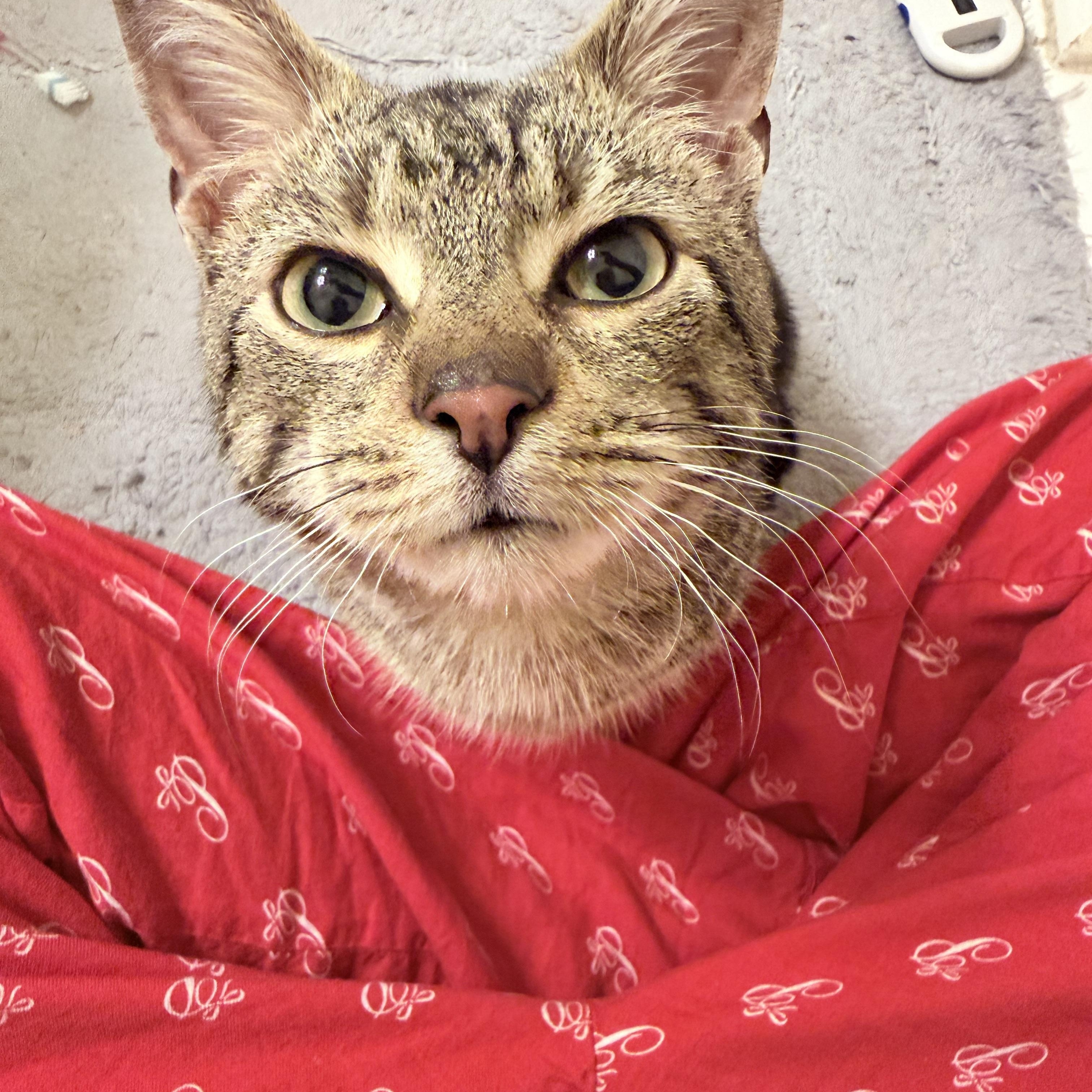 Enlarge Lemi, an adopted American Shorthair in Philadelphia, PA image 5/6