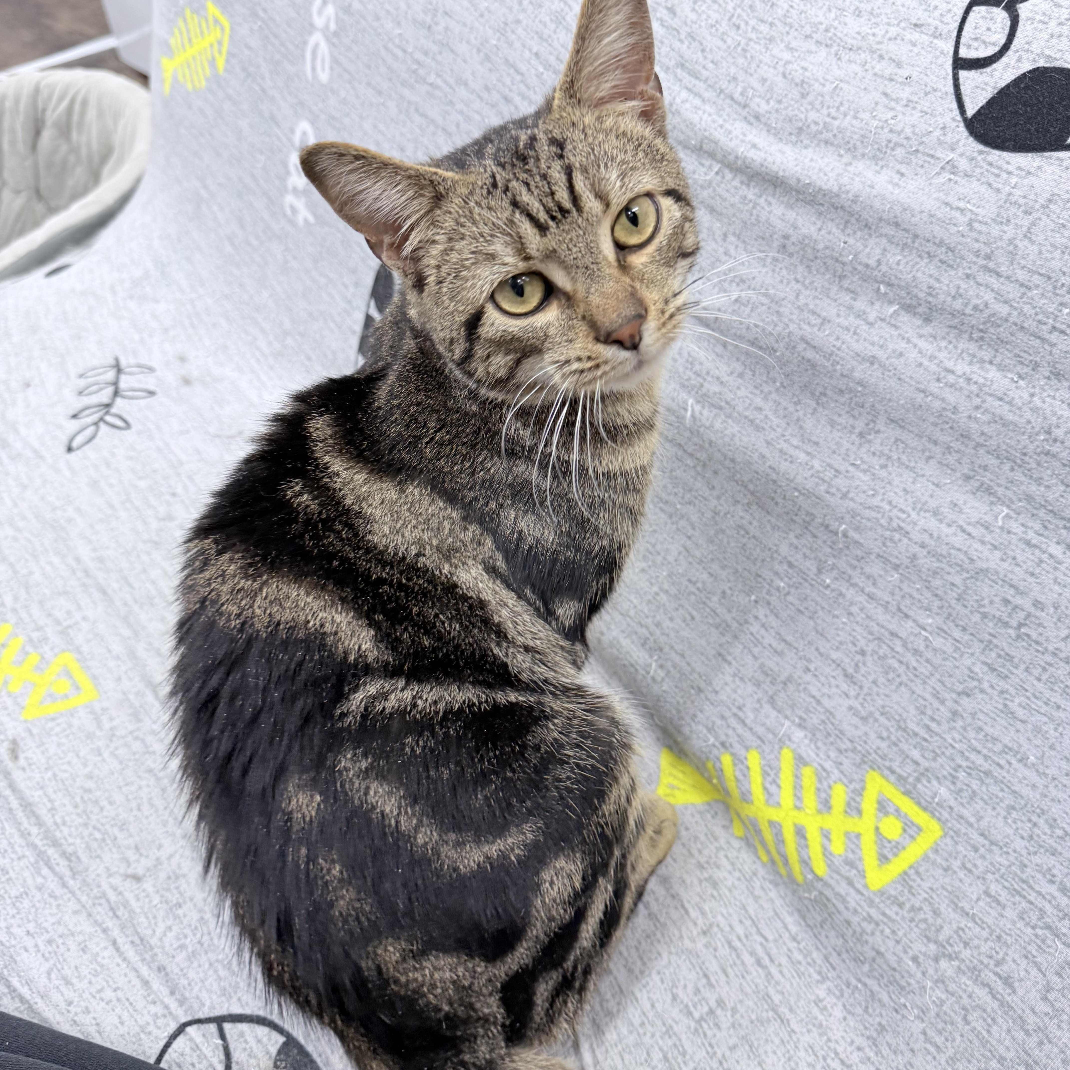 Enlarge Lemi, an adopted American Shorthair in Philadelphia, PA image 4/6