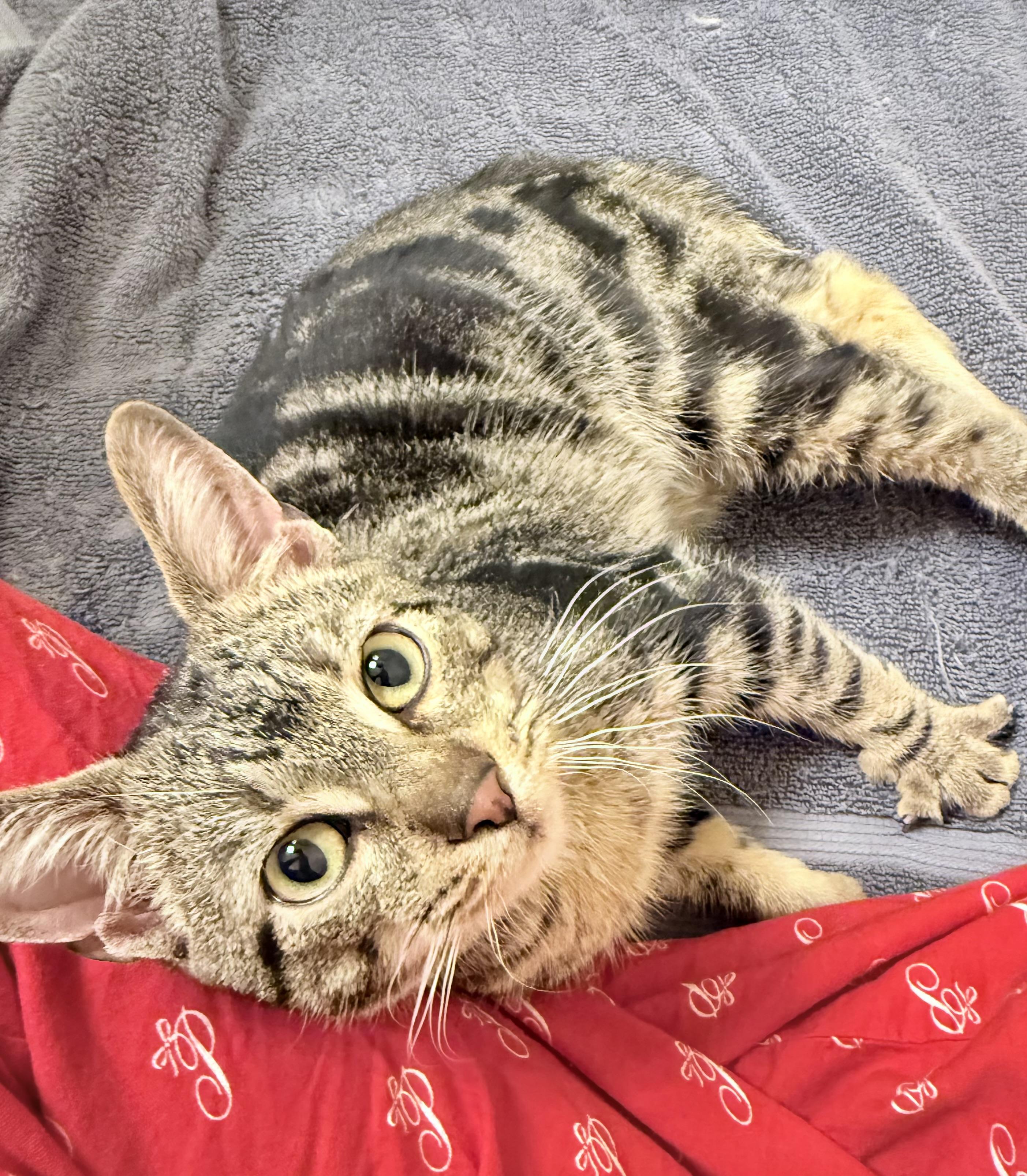 Enlarge Lemi, an adopted American Shorthair in Philadelphia, PA image 3/6