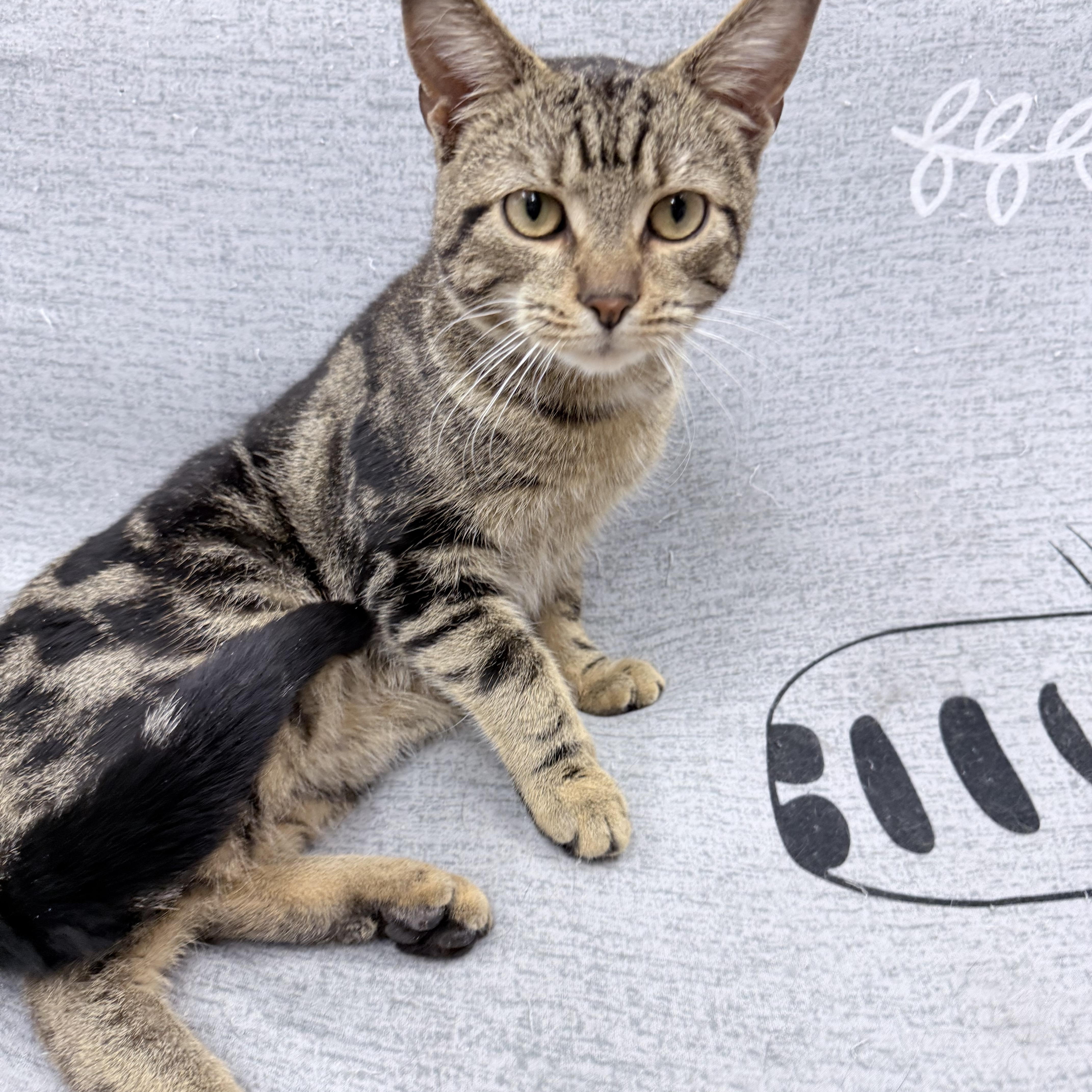 Enlarge Lemi, an adopted American Shorthair in Philadelphia, PA image 6/6