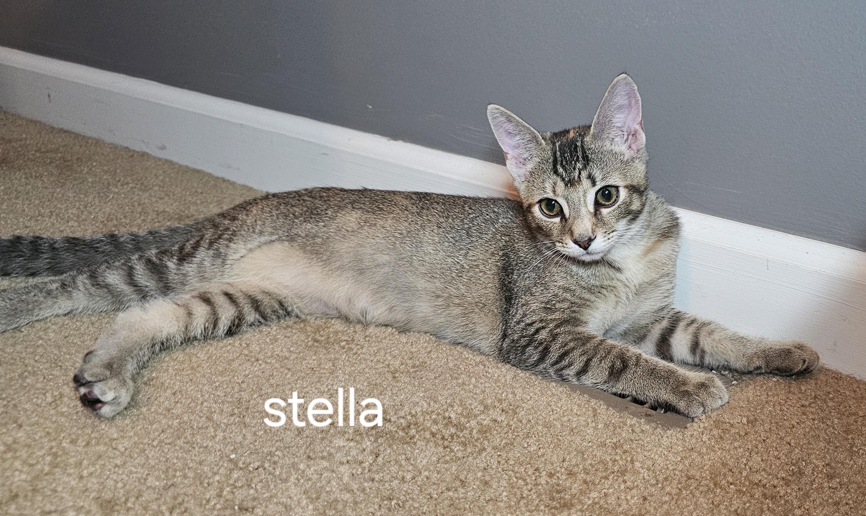 Stella, a Adoptable Domestic Short Hair in Smyrna, DE image 5/5