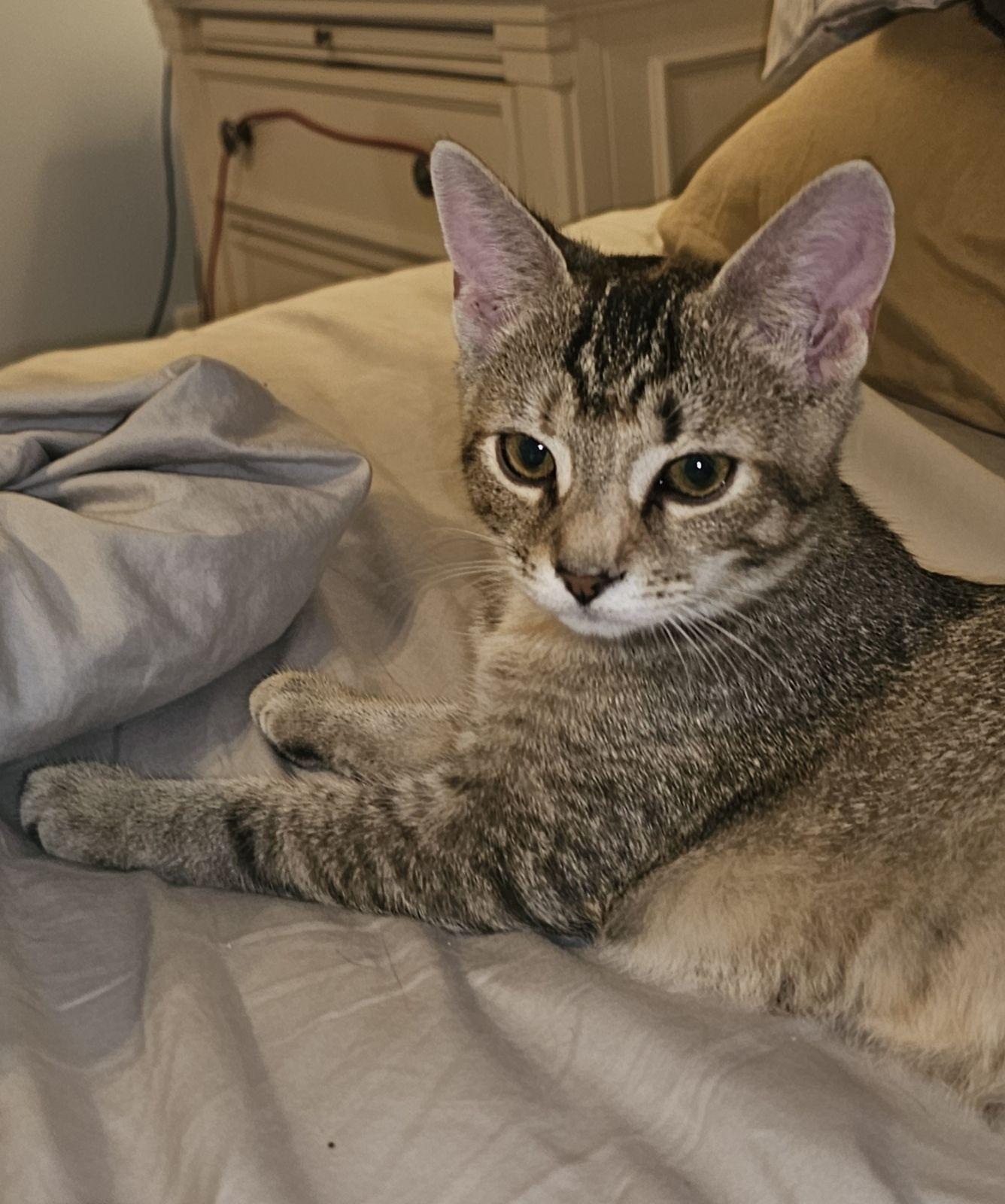 Stella, a Adoptable Domestic Short Hair in Smyrna, DE image 2/5
