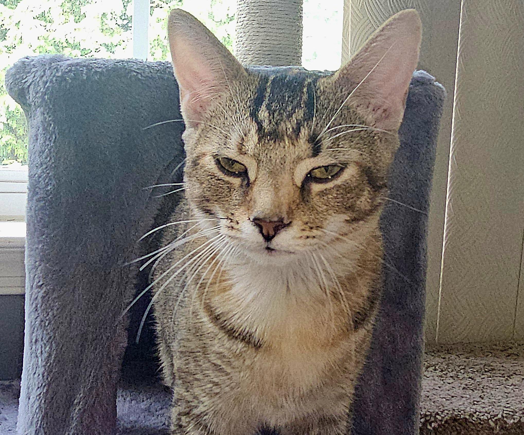 Stella, Adoptable, Young Female Domestic Short Hair.