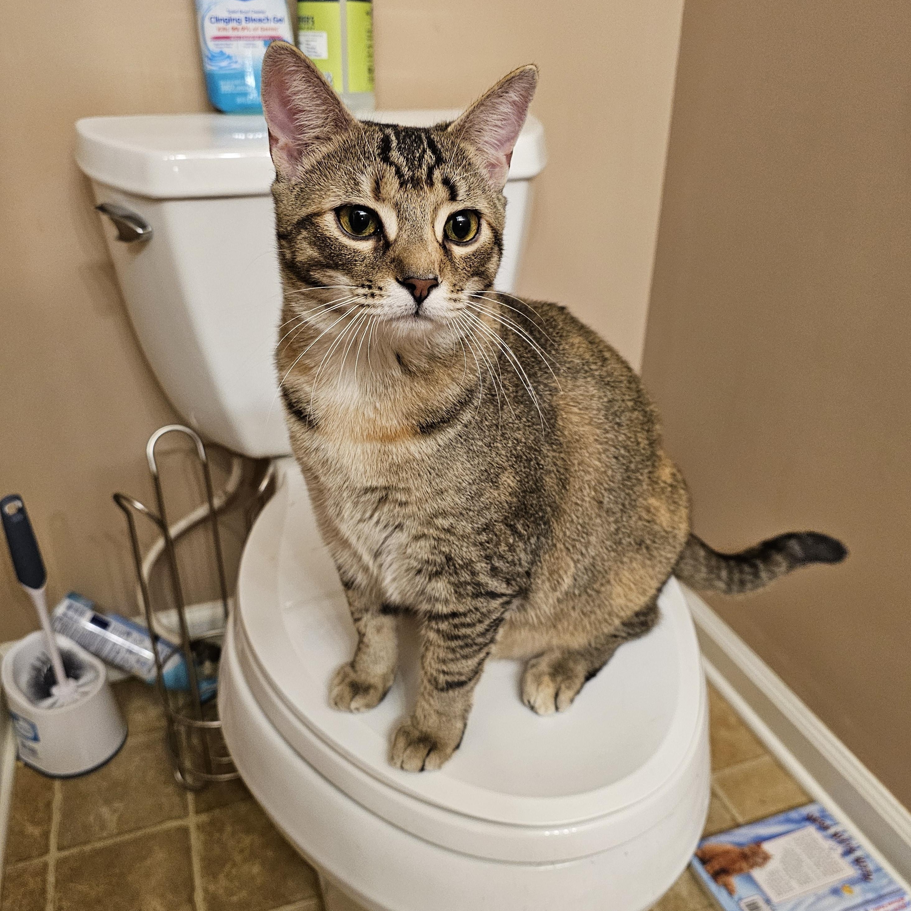 Stella, Adoptable, Young Female Domestic Short Hair.